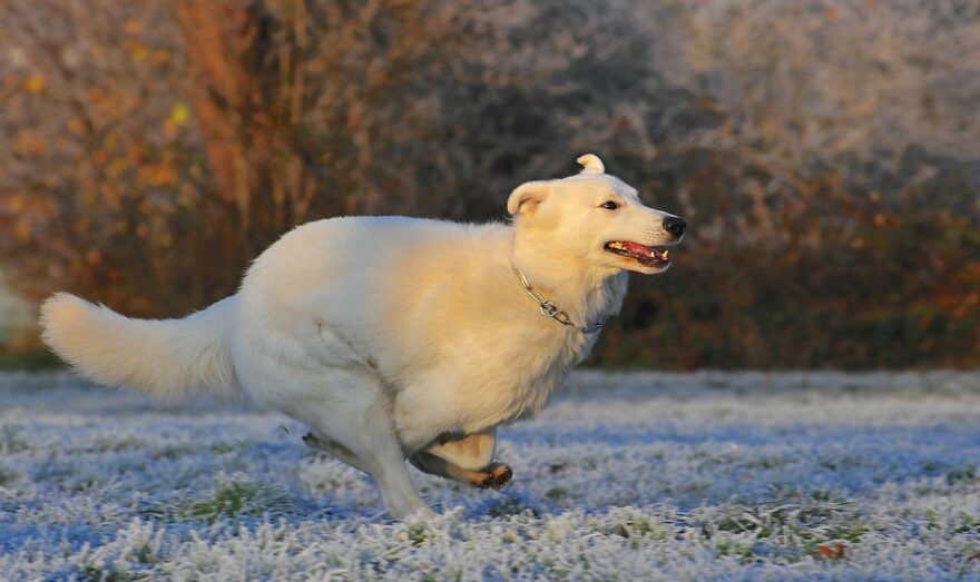 adult white kuvasz running