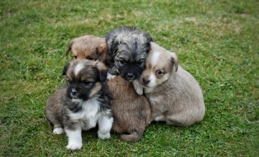 close up of puppies on ground