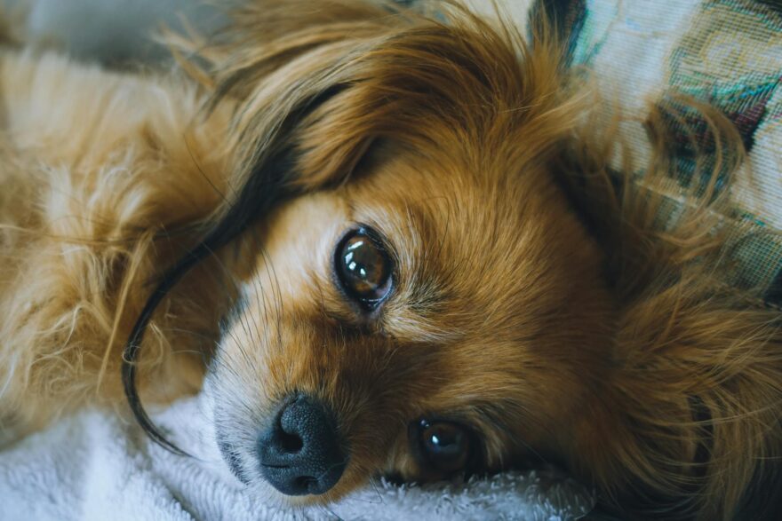 close up portrait of a relaxed dog on a cozy blanket
