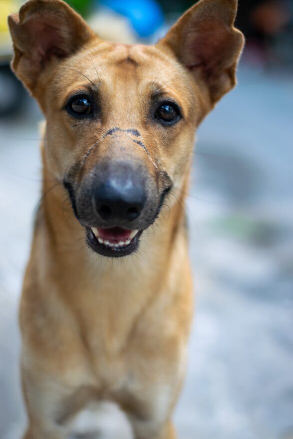 close up portrait of a happy german shepherd