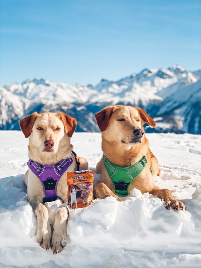 cute dogs lying in snow in mountains