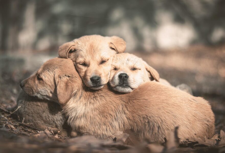 cozy pile of three sleeping puppies outdoors