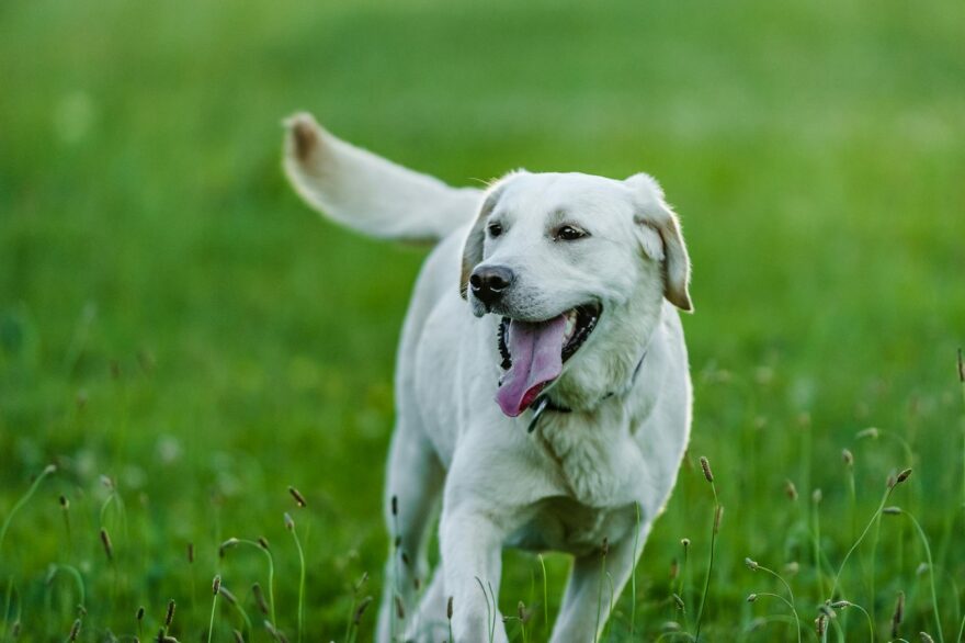 happy labrador retriever running on grass lawn