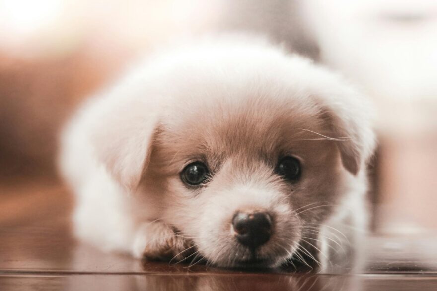 close up shot of a puppy