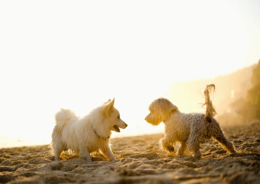 two dogs playing on the beach