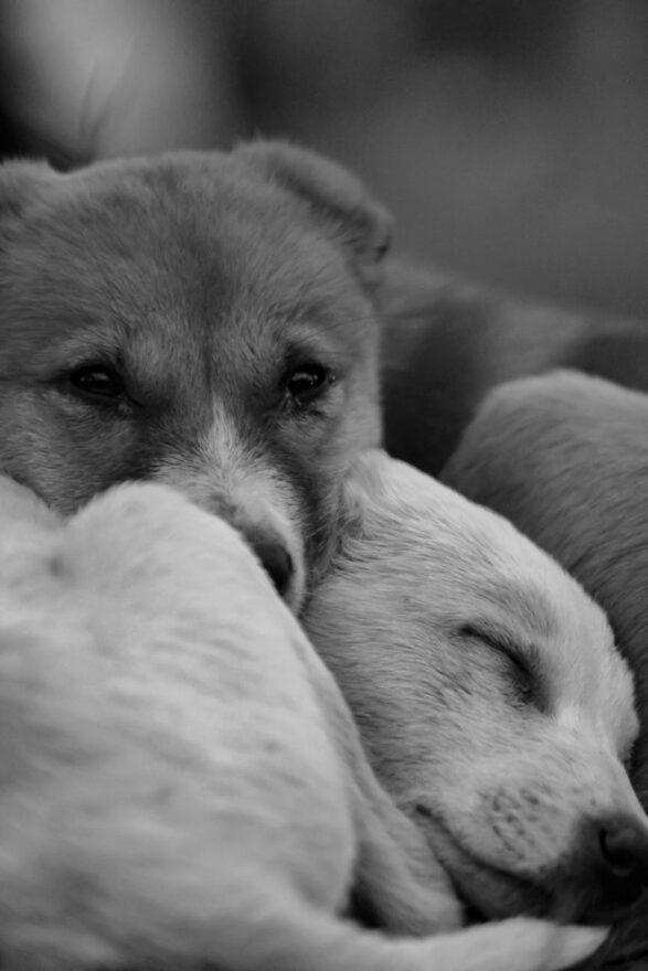 sleeping puppies in grayscale photography