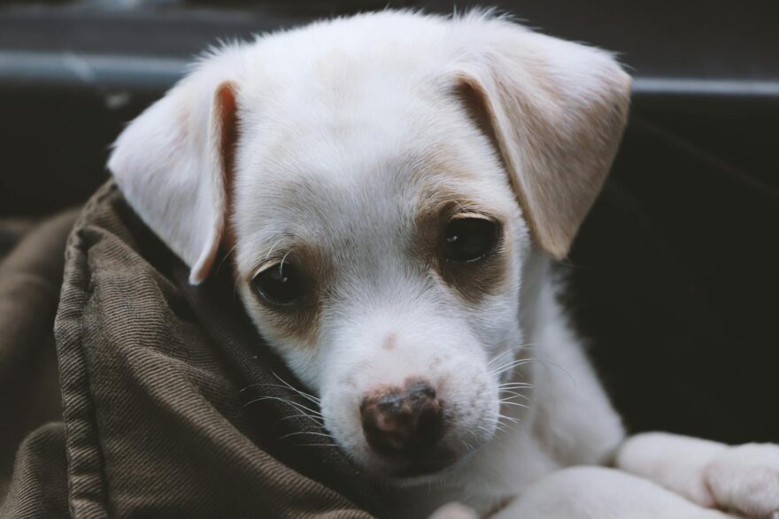 closeup photo of short coated white puppy
