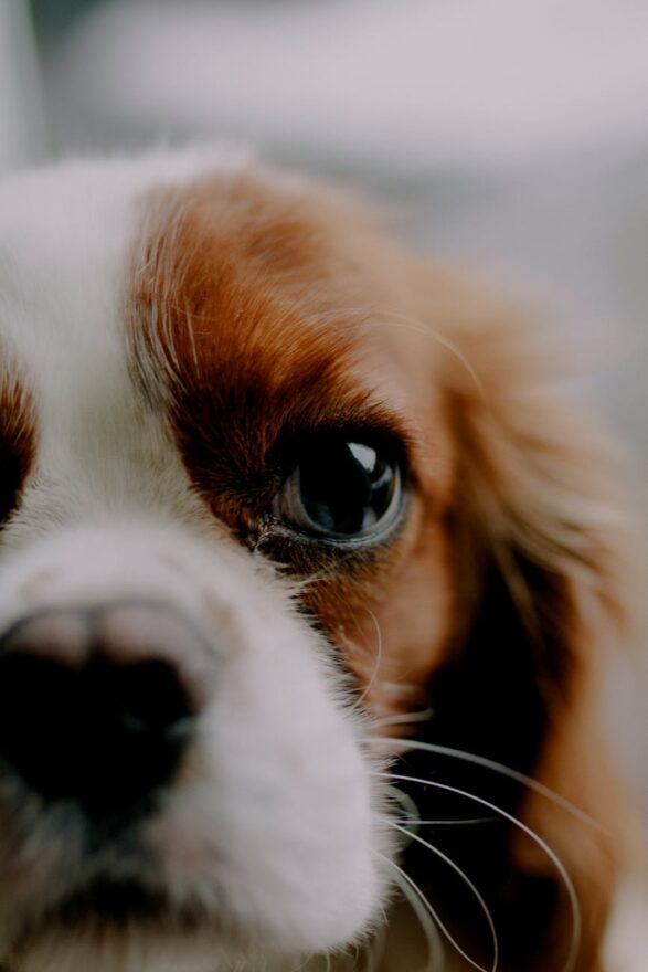 close up of a cavalier king charles spaniel puppy