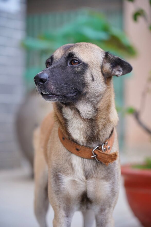 close up portrait of a german shepherd dog