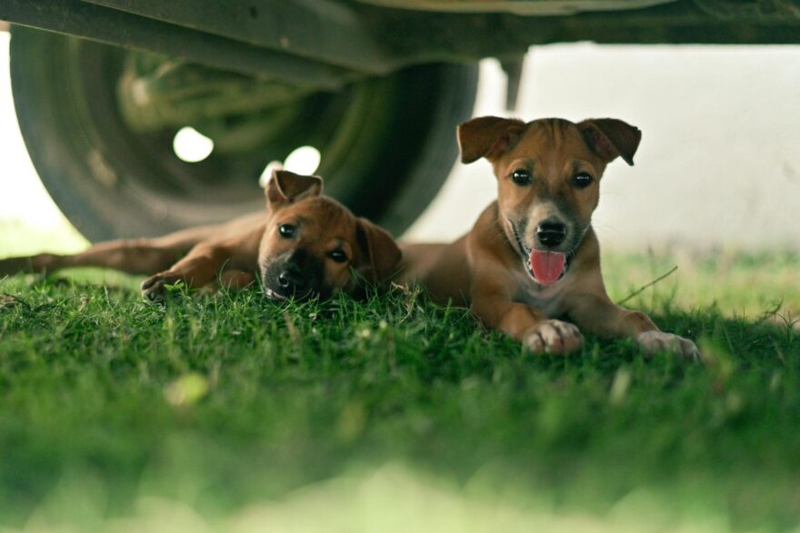 two adorable puppies resting on grass