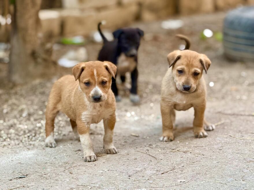 adorable puppies playing outdoors in alexandria