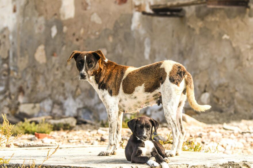 mother dog and puppy in urban setting