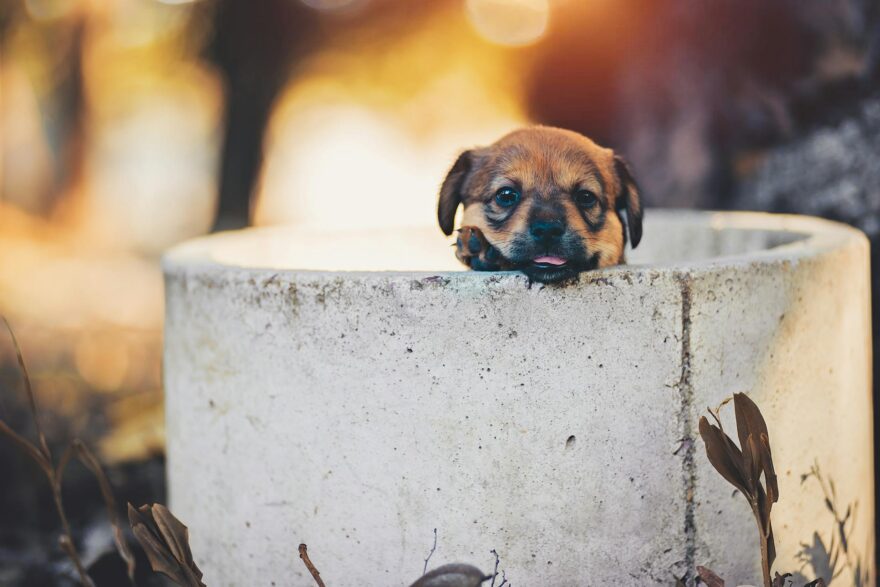 close up photo of a black and brown puppy looking at the camera