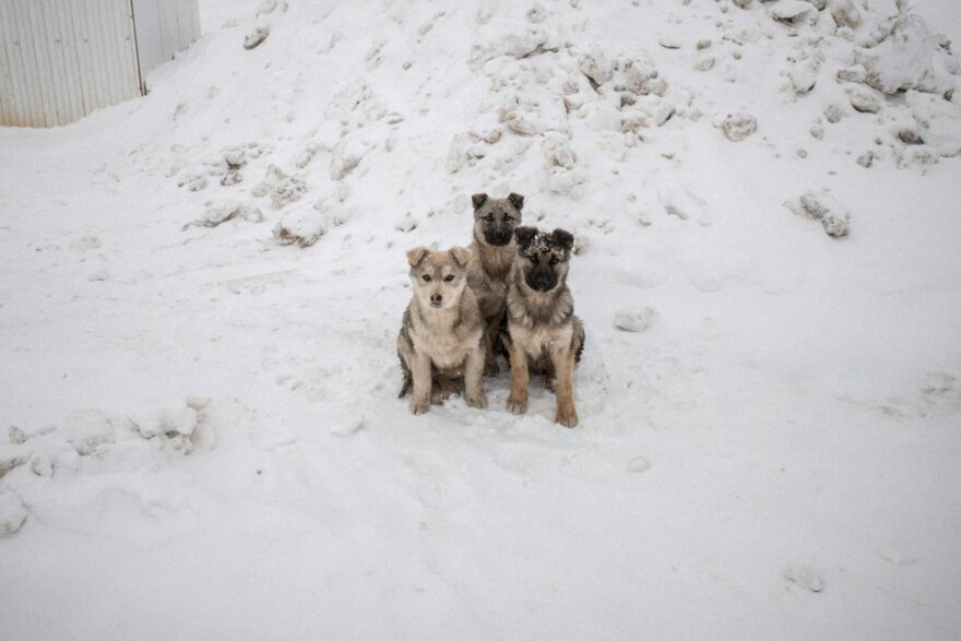 dogs on the snow