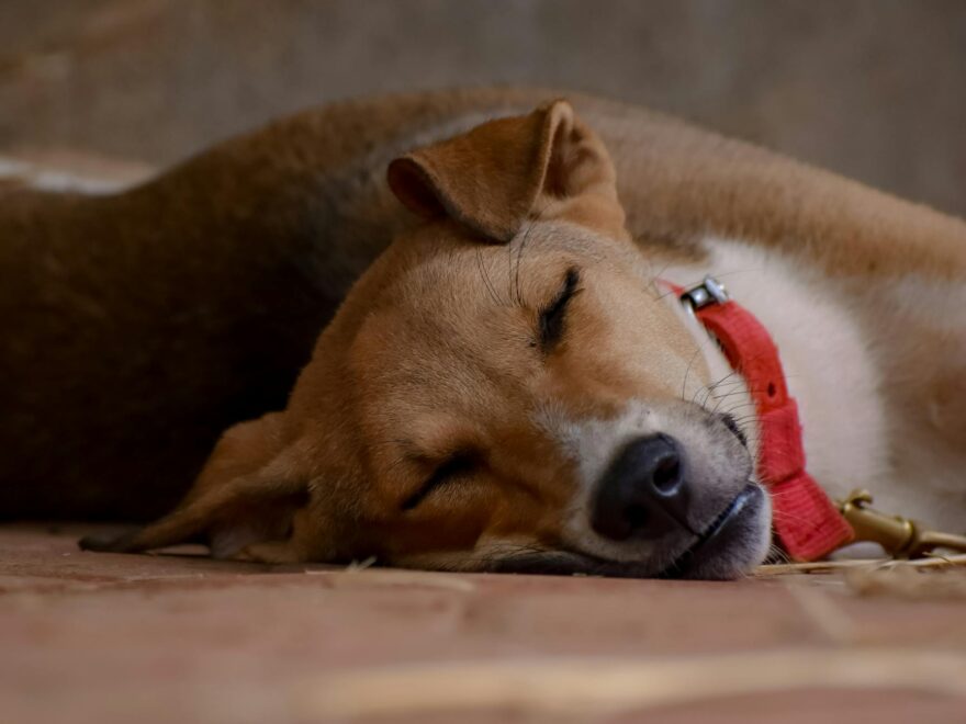 brown dog with red collar sleeping on the floor