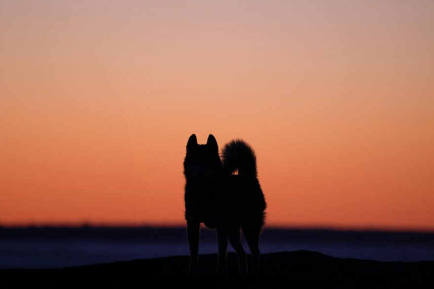 silhouette of dog at dusk