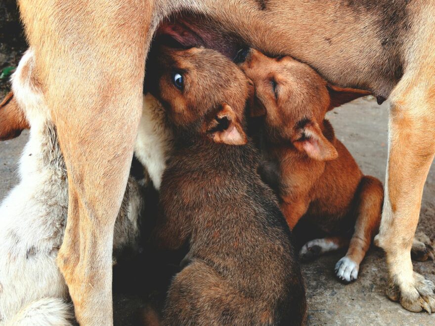cute puppies nursing from their mother dog