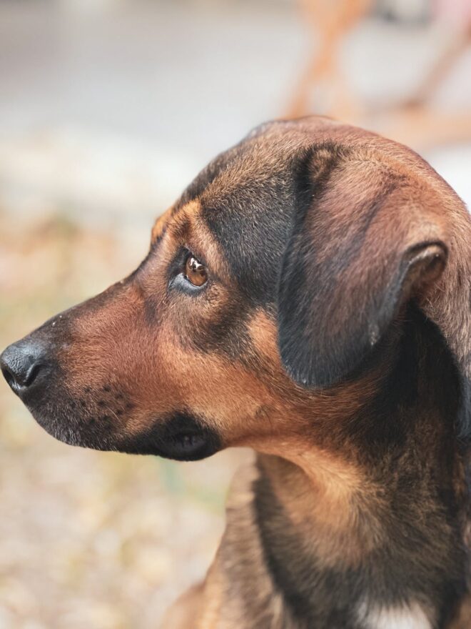 close up profile of thoughtful dog in turkiye