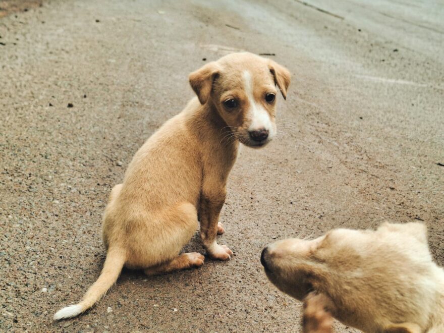 adorable stray puppies on indian street