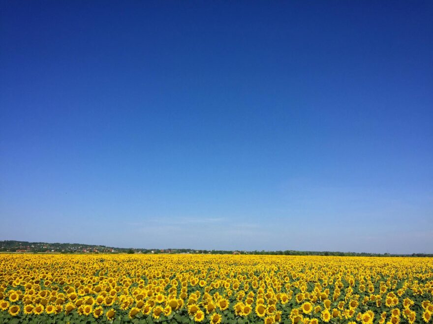sunflower garden under blue sky