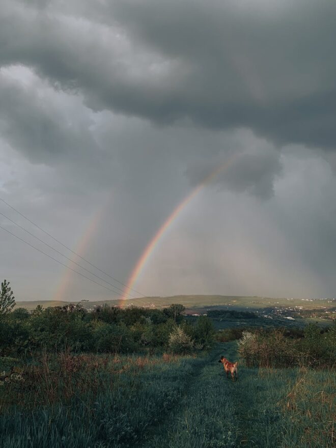rainbow on gray sky over a dog on a green grass field