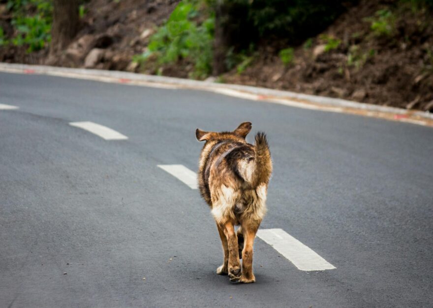 photo of adult brown and tan german shepherd walking on roadway