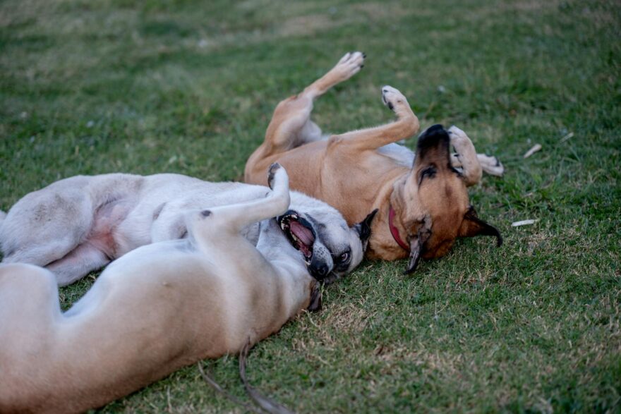 dogs lying down on ground