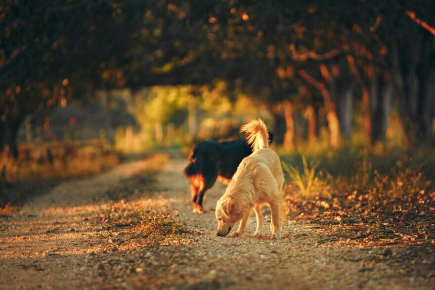 selective focus photography of two dogs in the middle of road