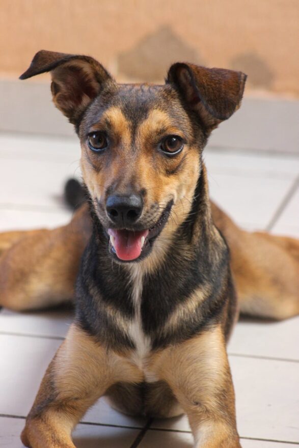 playful brown dog sitting indoors