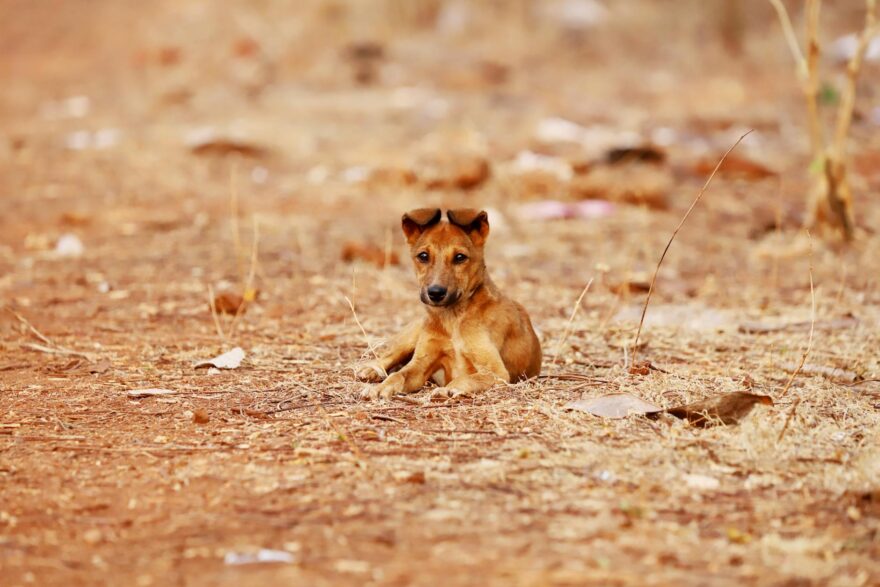 relaxed brown dog in dry landscape