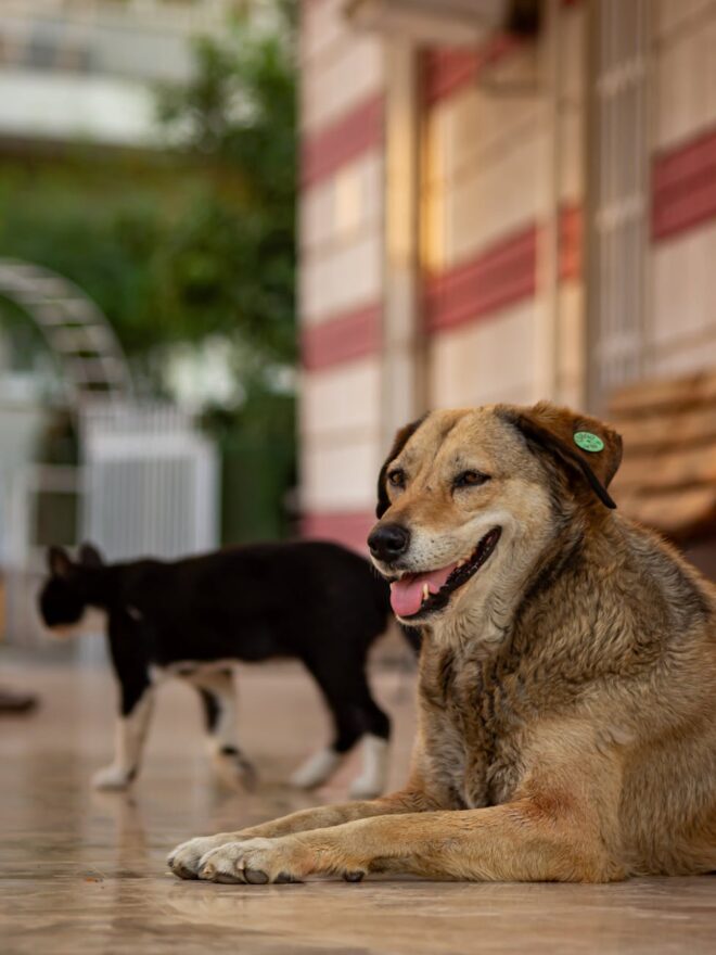 street dog and cat relaxing together in izmir
