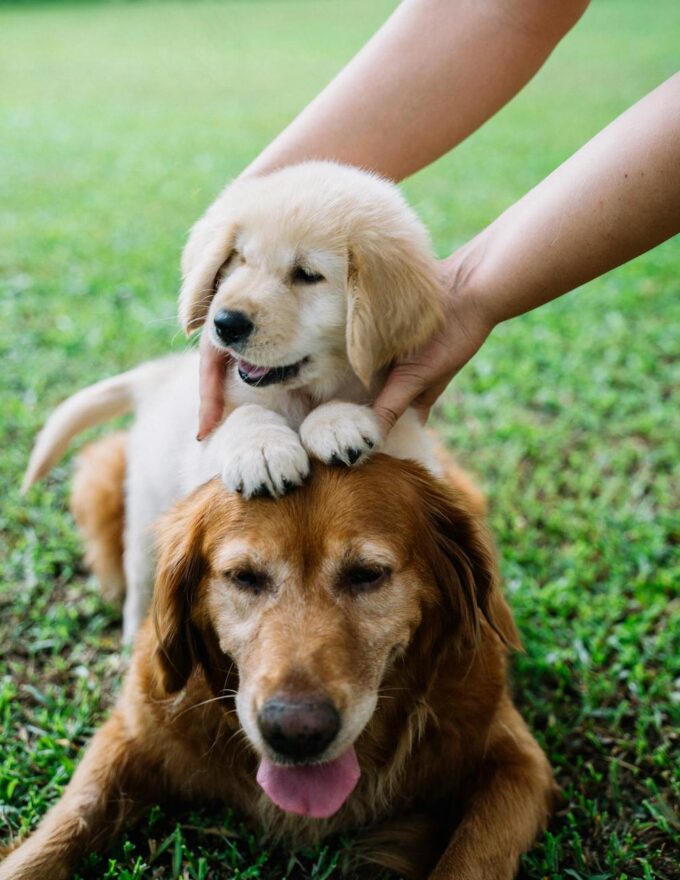 photograph of a puppy on top of a golden retriever dog