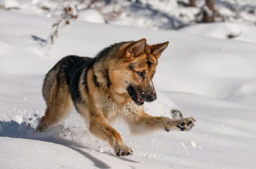 a german shepherd playing with snow