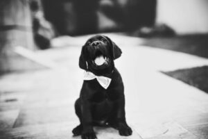 labrador retriever puppy on grayscale photo