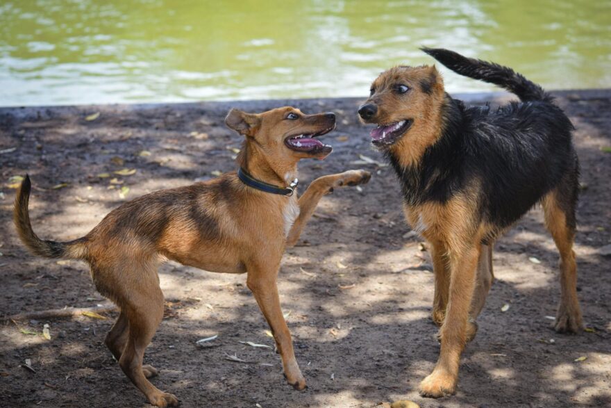 photo of dogs on brown soil