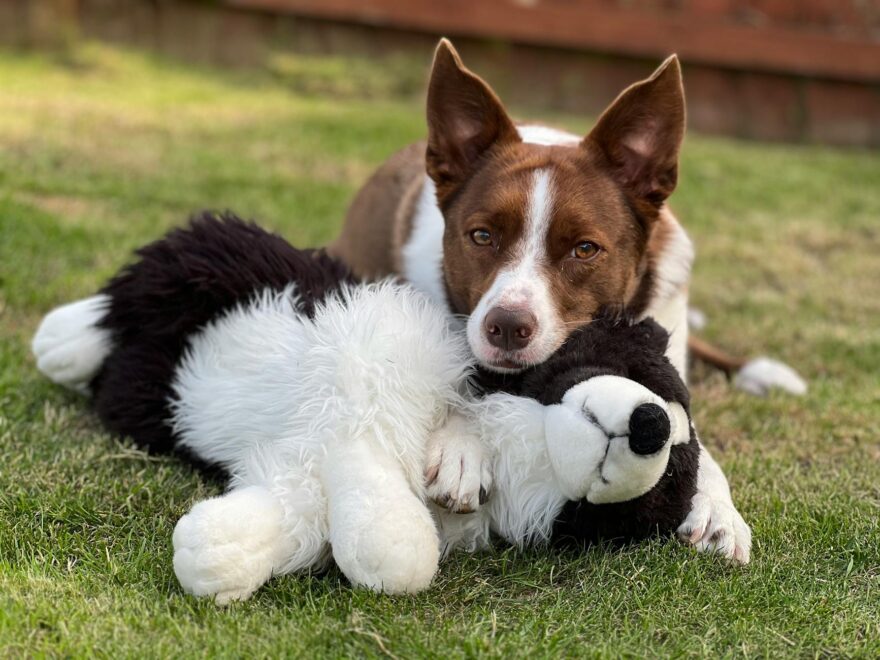 dog with soft toy on grass