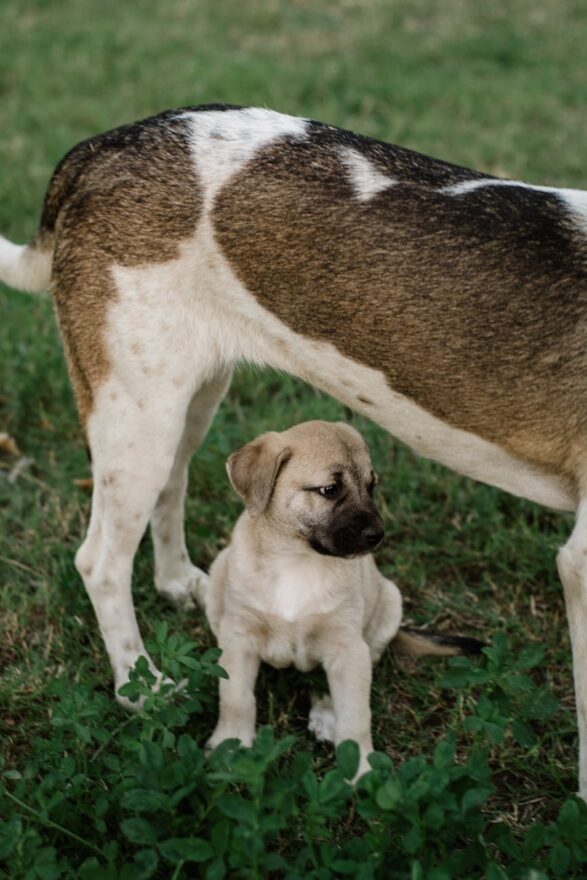 adorable puppy and parent in lush greenery