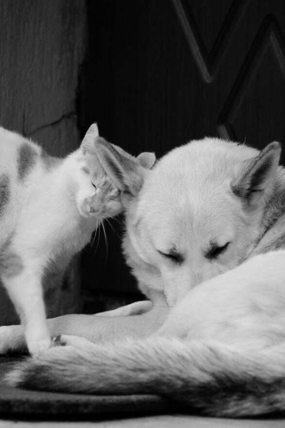 cat and dog in serene black and white