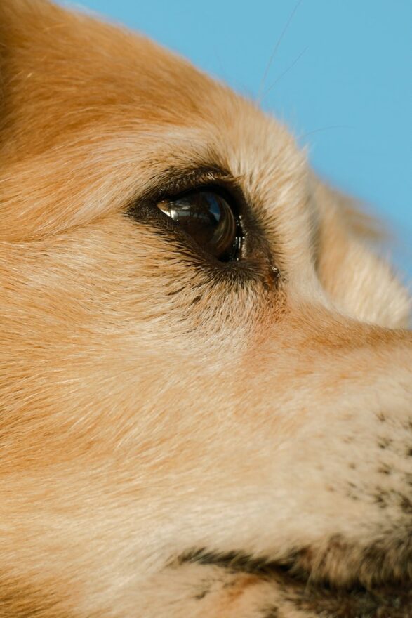close up of a dog s eye with blue sky background