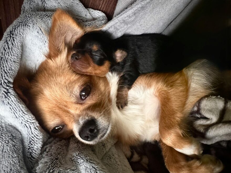 adorable chihuahua with puppy in cozy blanket