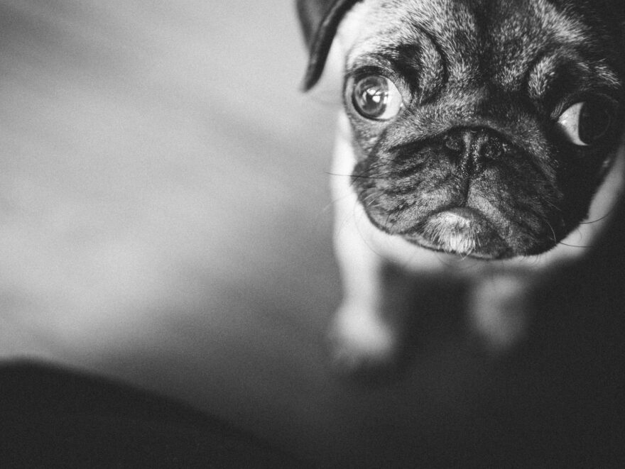 grayscale photo of pug on floor
