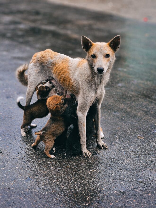 a dog and her puppies are standing in the rain