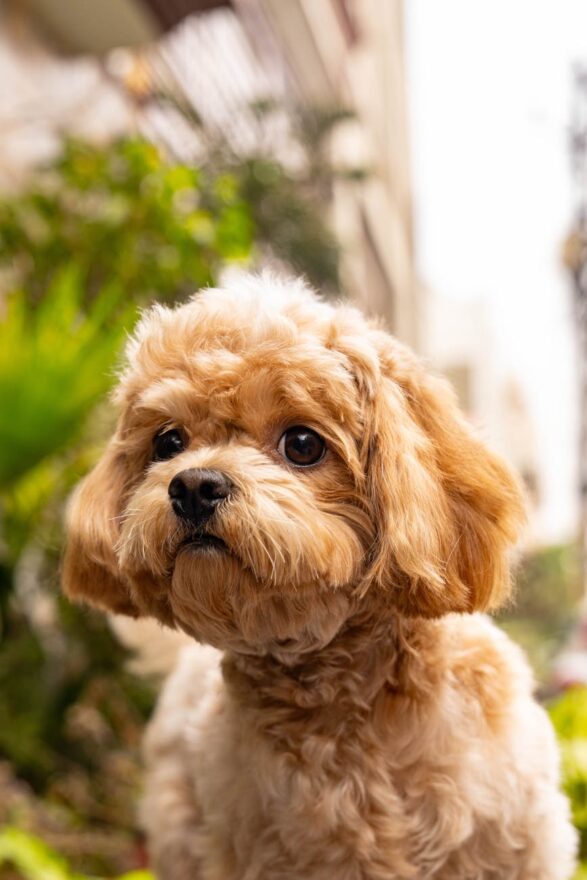 adorable cavapoo puppy in a city garden setting