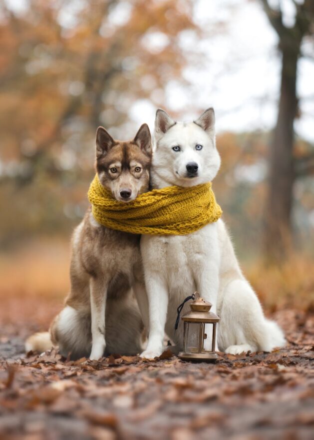 two huskies in autumn with lantern and scarf