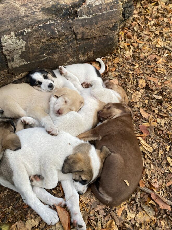 adorable puppies sleeping on autumn leaves