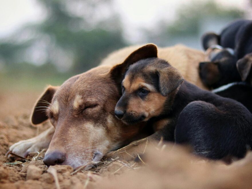 tender moment between dog and puppies outdoors