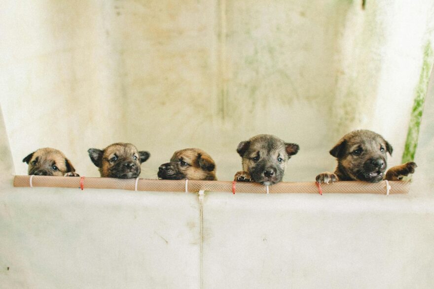 adorable puppies peeking over bathtub edge