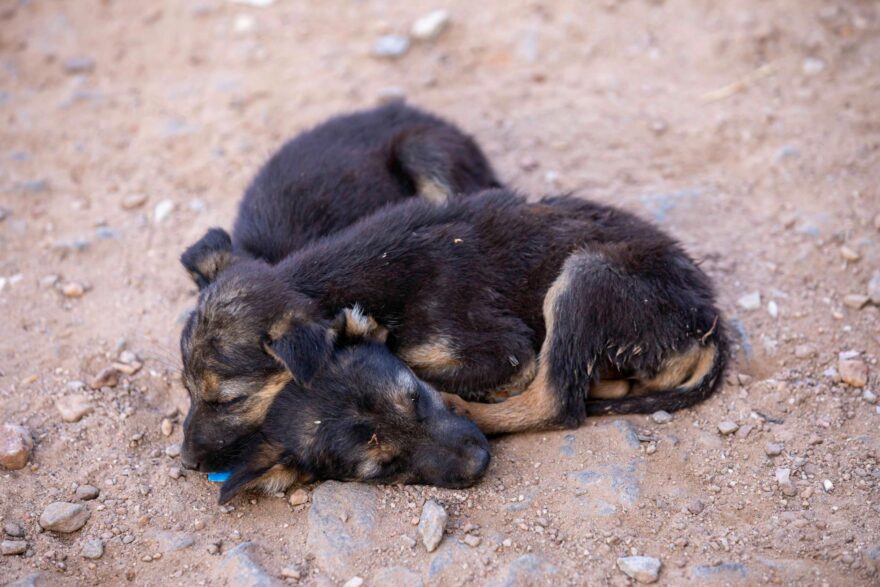 sleeping puppies on earthy ground in india