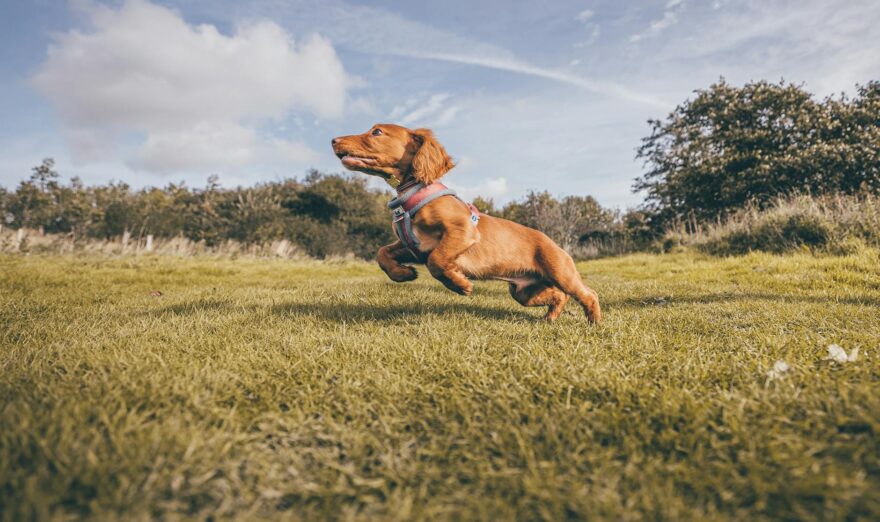 a dog running on green grass field