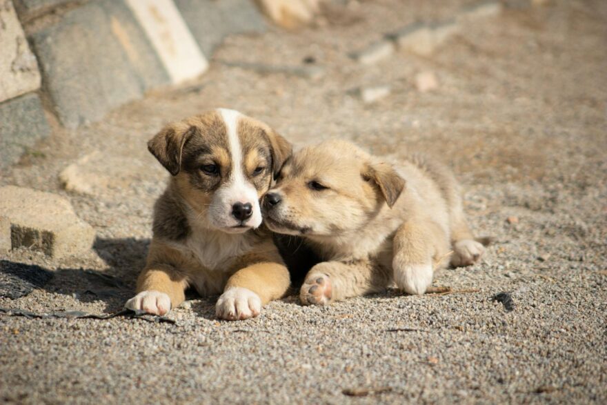 two cute puppies